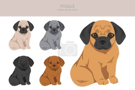 Illustration for Puggle clipart. Pug beagle mix. Different coat colors set.  Vector illustration - Royalty Free Image