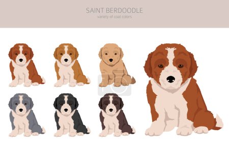 Illustration for Saint Berdoodle clipart. Saint Bernard Poodle mix. Different coat colors set.  Vector illustration - Royalty Free Image