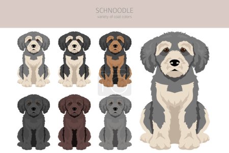 Illustration for Schnoodle clipart. Schnauzer Poodle mix. Different coat colors set.  Vector illustration - Royalty Free Image