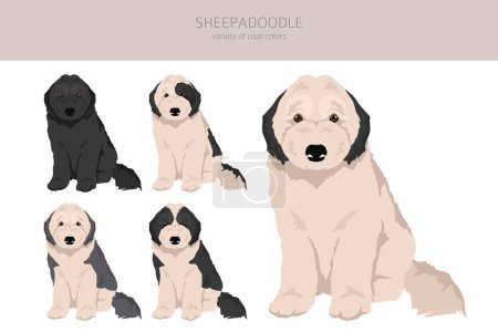 Illustration for Sheepadoodle clipart. Old English Sheepdog Poodle mix. Different coat colors set.  Vector illustration - Royalty Free Image