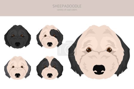 Illustration for Sheepadoodle clipart. Old English Sheepdog Poodle mix. Different coat colors set.  Vector illustration - Royalty Free Image