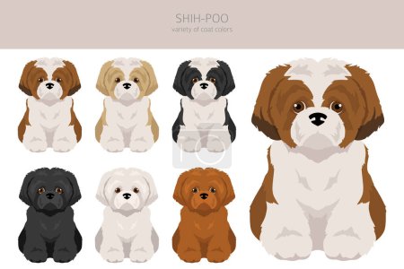 Illustration for Shih-Poo clipart. Shih-Tzu  Poodle mix. Different coat colors set.  Vector illustration - Royalty Free Image