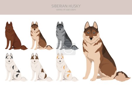 Ilustración de Cachorro siberiano Husky clipart. Todos los colores del abrigo establecidos. Todas las razas de perros características infografía. Ilustración vectorial - Imagen libre de derechos