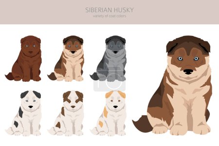 Ilustración de Cachorro siberiano Husky clipart. Todos los colores del abrigo establecidos. Todas las razas de perros características infografía. Ilustración vectorial - Imagen libre de derechos
