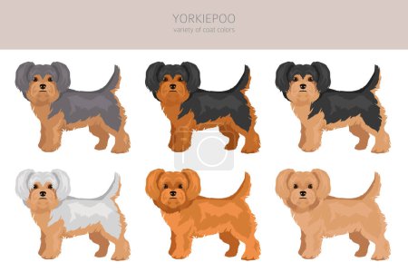 Illustration for Yorkiepoo clipart. Yorkshire terrier Poodle mix. Different coat colors set.  Vector illustration - Royalty Free Image