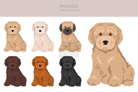 Illustration for Whoodle clipart. Wheaten terrier Poodle mix. Different coat colors set.  Vector illustration - Royalty Free Image