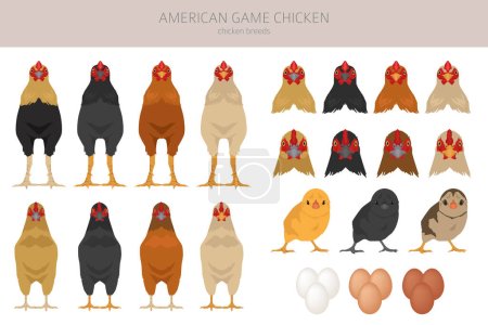 Illustration for American Game Chicken breeds clipart. Poultry and farm animals. Different colors set.  Vector illustration - Royalty Free Image