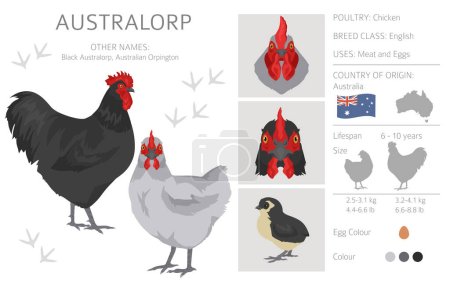 Illustration for Australorp Chicken breeds clipart. Poultry and farm animals. Different colors set.  Vector illustration - Royalty Free Image