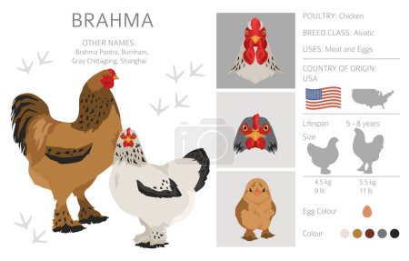 Illustration for Brahma Chicken breeds clipart. Poultry and farm animals. Different colors set.  Vector illustration - Royalty Free Image