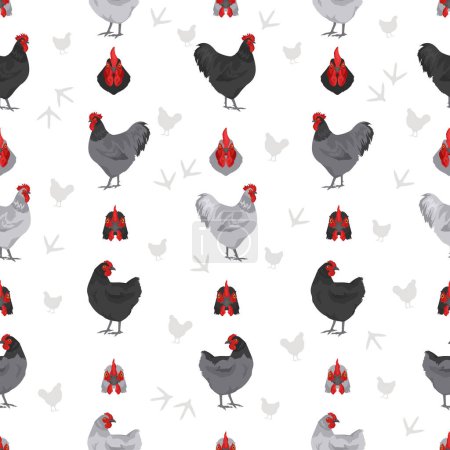 Illustration for Australorp Chicken breeds seamless pattern. Poultry and farm animals. Different colors set.  Vector illustration - Royalty Free Image