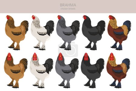 Illustration for Brahma Chicken breeds clipart. Poultry and farm animals. Different colors set.  Vector illustration - Royalty Free Image