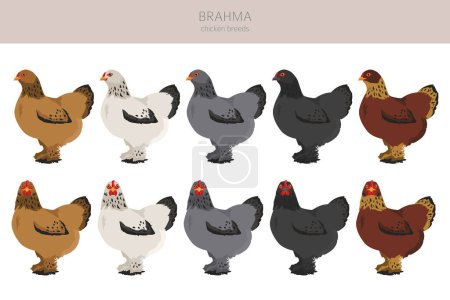 Ilustración de Brahma Chicken crianzas clipart. Aves y animales de granja. Diferentes colores. Ilustración vectorial - Imagen libre de derechos