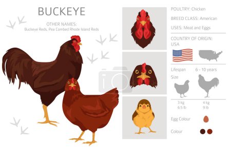 Téléchargez les illustrations : Buckeye Chicken se reproduit clipart. Volaille et animaux de ferme. Couleurs différentes. Illustration vectorielle - en licence libre de droit