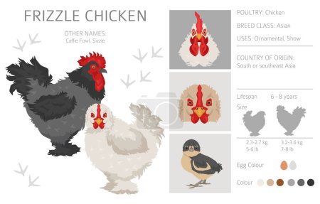 Ilustración de Frizzle Chicken crianzas clipart. Aves y animales de granja. Diferentes colores. Ilustración vectorial - Imagen libre de derechos