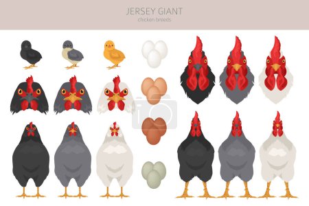 Illustration for Jersey Giant Chicken breeds clipart. Poultry and farm animals. Different colors set.  Vector illustration - Royalty Free Image