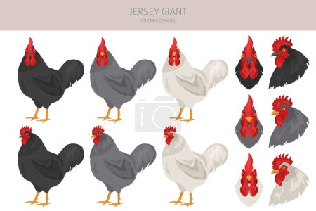 Illustration for Jersey Giant Chicken breeds clipart. Poultry and farm animals. Different colors set.  Vector illustration - Royalty Free Image