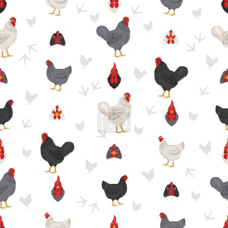 Illustration for Jersey Giant Chicken breeds seamless pattern. Poultry and farm animals. Different colors set.  Vector illustration - Royalty Free Image