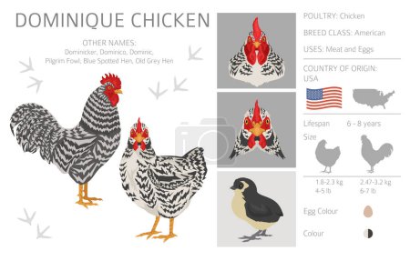Téléchargez les illustrations : Dominique Chicken se reproduit clipart. Volaille et animaux de ferme. Couleurs différentes. Illustration vectorielle - en licence libre de droit