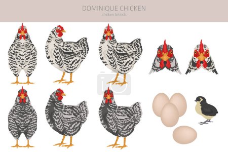 Téléchargez les illustrations : Dominique Chicken se reproduit clipart. Volaille et animaux de ferme. Couleurs différentes. Illustration vectorielle - en licence libre de droit