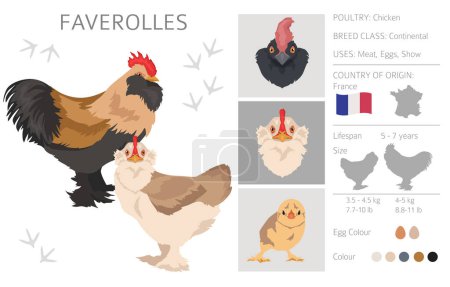 Ilustración de Faverolles Razas de pollo clipart. Aves y animales de granja. Diferentes colores. Ilustración vectorial - Imagen libre de derechos
