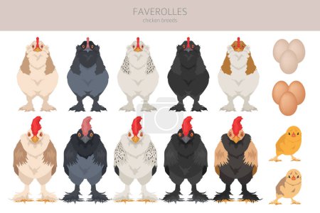Ilustración de Faverolles Razas de pollo clipart. Aves y animales de granja. Diferentes colores. Ilustración vectorial - Imagen libre de derechos