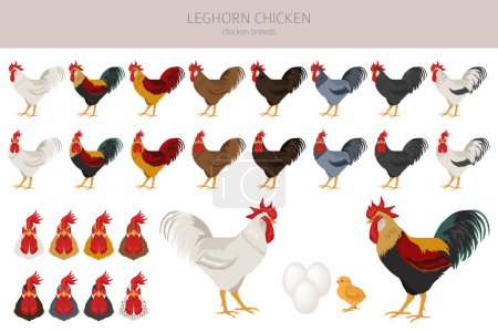Ilustración de Leghorn Chicken crianzas clipart. Aves y animales de granja. Diferentes colores. Ilustración vectorial - Imagen libre de derechos