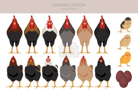 Téléchargez les illustrations : Marans Le poulet se reproduit clipart. Volaille et animaux de ferme. Couleurs différentes. Illustration vectorielle - en licence libre de droit