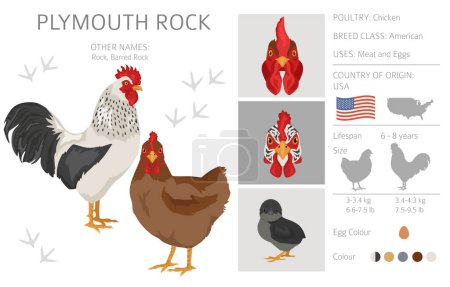 Téléchargez les illustrations : Plymouth Rock Chicken se reproduit clipart. Volaille et animaux de ferme. Couleurs différentes. Illustration vectorielle - en licence libre de droit