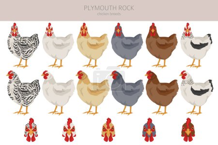 Illustration for Plymouth Rock Chicken breeds clipart. Poultry and farm animals. Different colors set.  Vector illustration - Royalty Free Image