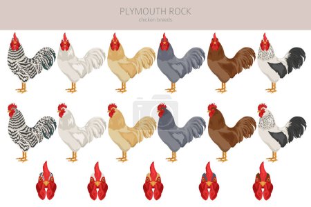 Téléchargez les illustrations : Plymouth Rock Chicken se reproduit clipart. Volaille et animaux de ferme. Couleurs différentes. Illustration vectorielle - en licence libre de droit