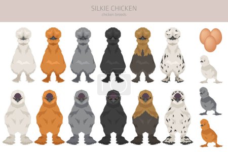 Ilustración de Silkie Chicken crianzas clipart. Aves y animales de granja. Diferentes colores. Ilustración vectorial - Imagen libre de derechos