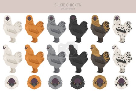 Ilustración de Silkie Chicken crianzas clipart. Aves y animales de granja. Diferentes colores. Ilustración vectorial - Imagen libre de derechos