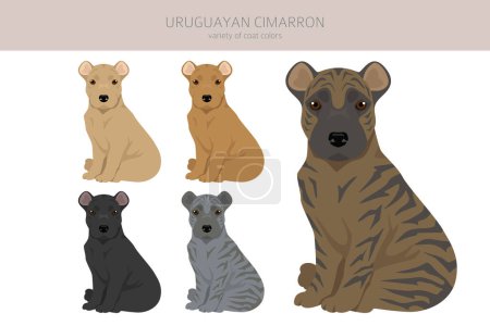 Illustration for Uruguayan Cimarron puppy clipart. All coat colors set.  All dog breeds characteristics infographic. Vector illustration - Royalty Free Image