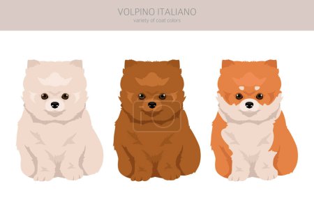 Ilustración de Clipart de cachorro italiano Volpino. Distintas poses, colores del abrigo establecidos. Ilustración vectorial - Imagen libre de derechos