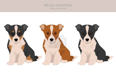 Ilustración de Galés Sheepdog cachorro clipart. Todos los colores del abrigo establecidos. Todas las razas de perros características infografía. Ilustración vectorial - Imagen libre de derechos