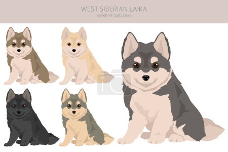 Illustration for West Siberian Laika puppy clipart. All coat colors set.  All dog breeds characteristics infographic. Vector illustration - Royalty Free Image