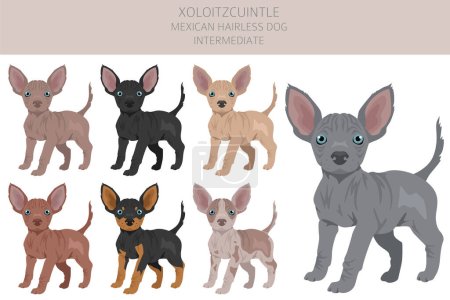 Ilustración de Xoloitzcuintle, perro mexicano sin pelo clipart de cachorro intermedio. Distintas poses, colores del abrigo establecidos. Ilustración vectorial - Imagen libre de derechos