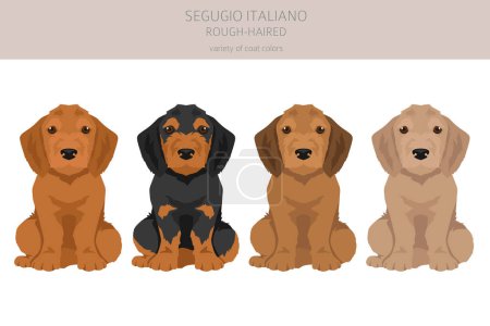 Ilustración de Segugio Italiano cachorros de pelo áspero clipart. Distintas poses, colores del abrigo establecidos. Ilustración vectorial - Imagen libre de derechos