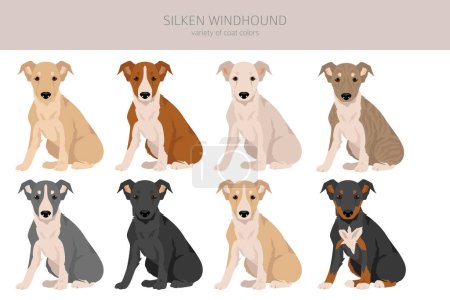 Illustration for Silken Windhound puppies clipart. All coat colors set.  All dog breeds characteristics infographic. Vector illustration - Royalty Free Image