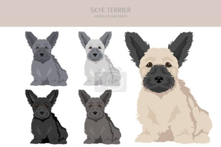 Illustration for Skye terrier puppies coat colors, different poses clipart.  Vector illustration - Royalty Free Image