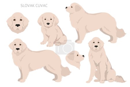 Téléchargez les photos : Veste slovaque Cuvac couleurs, différentes poses clipart. Illustration vectorielle - en image libre de droit