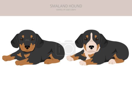 Illustration for Smaland Hound puppies clipart. All coat colors set.  All dog breeds characteristics infographic. Vector illustration - Royalty Free Image