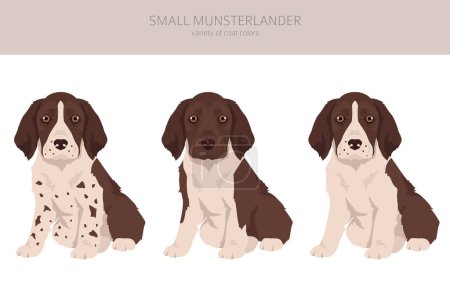 Illustration for Small Munsterlander puppies coat colors, different poses clipart.  Vector illustration - Royalty Free Image