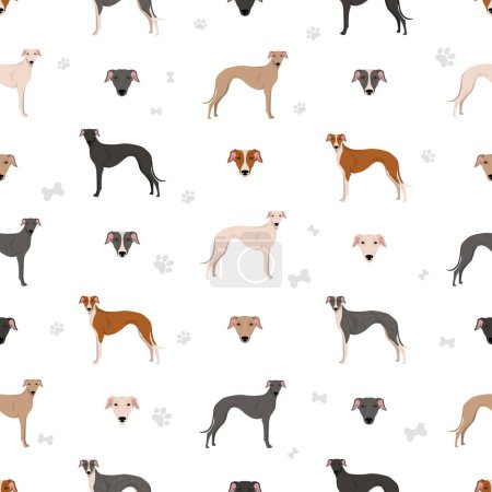 Téléchargez les photos : Espagnol Greyhound motif sans couture. Toutes les couleurs de manteau ensemble. Toutes les races de chiens caractéristiques infographie. Illustration vectorielle - en image libre de droit