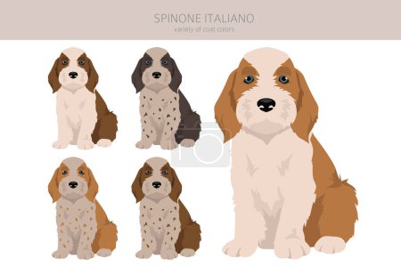 Illustration for Spinone Italiano puppies coat colors, different poses clipart.  Vector illustration - Royalty Free Image