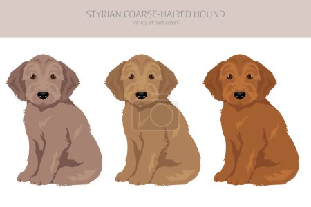 Illustration for Styrian corse-haired hound puppies clipart. All coat colors set.  All dog breeds characteristics infographic. Vector illustration - Royalty Free Image