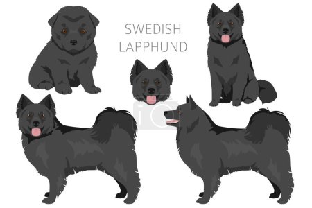 Illustration for Swedish Lapphund adult dog and puppy, different poses clipart. Vector illustrations - Royalty Free Image