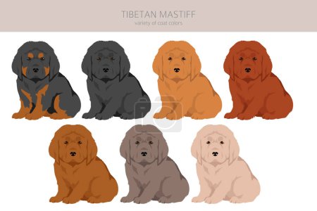 Illustration for Tibetan mastiff puppies clipart. Different poses, coat colors set.  Vector illustration - Royalty Free Image