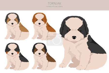 Ilustración de Clipart de cachorros Tornjak. Distintas poses, colores del abrigo establecidos. Ilustración vectorial - Imagen libre de derechos