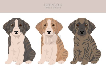 Illustration for Treeing Cur puppies clipart. All coat colors set.  All dog breeds characteristics infographic. Vector illustration - Royalty Free Image